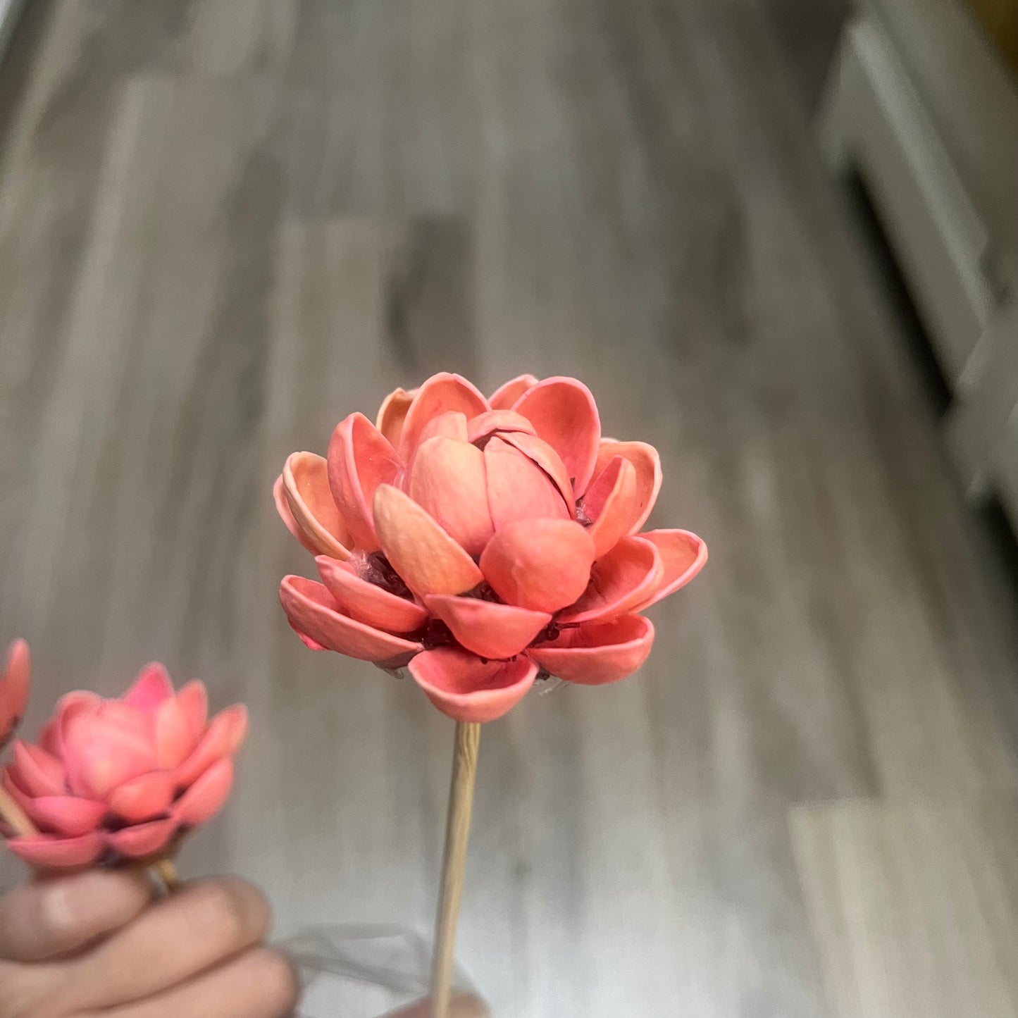 ✿ 台灣現貨 ✿ SH55木蓮花 單朵 小份量