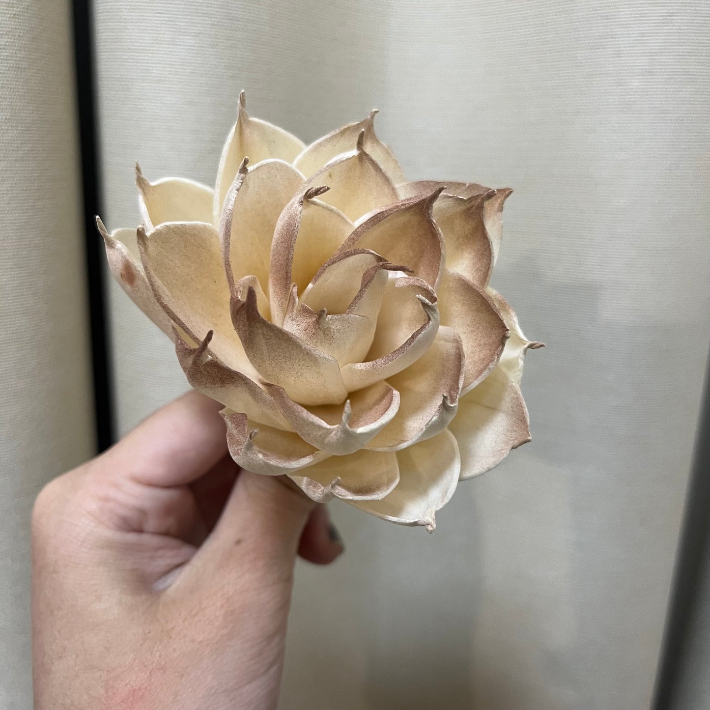 ✿ 台灣現貨 ✿ S-Q 索拉花 8CM 通草花 擴香花 白睡蓮 香水蓮