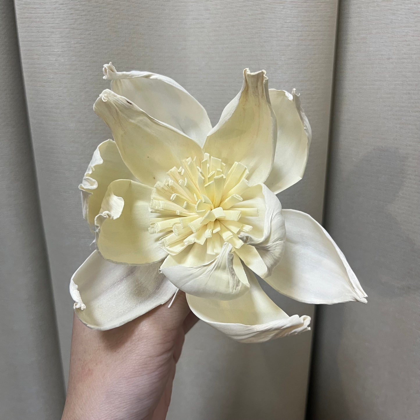 ✿ 台灣現貨 ✿ S-L索拉花 12CM 通草花 擴香花 牡丹 大牡丹
