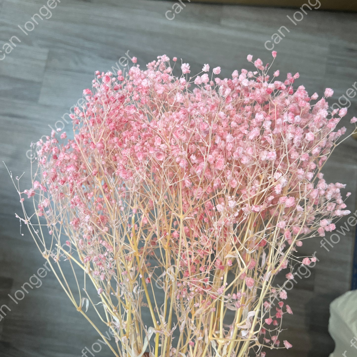 ✿ 台灣現貨 ✿ PF002 夢幻星