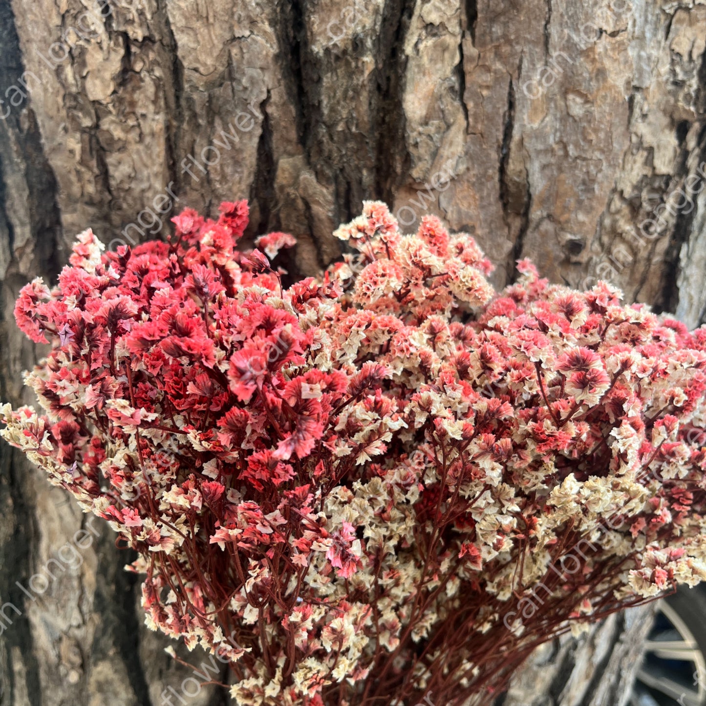 ✿ 台灣現貨 ✿ PF008水晶花 原裝