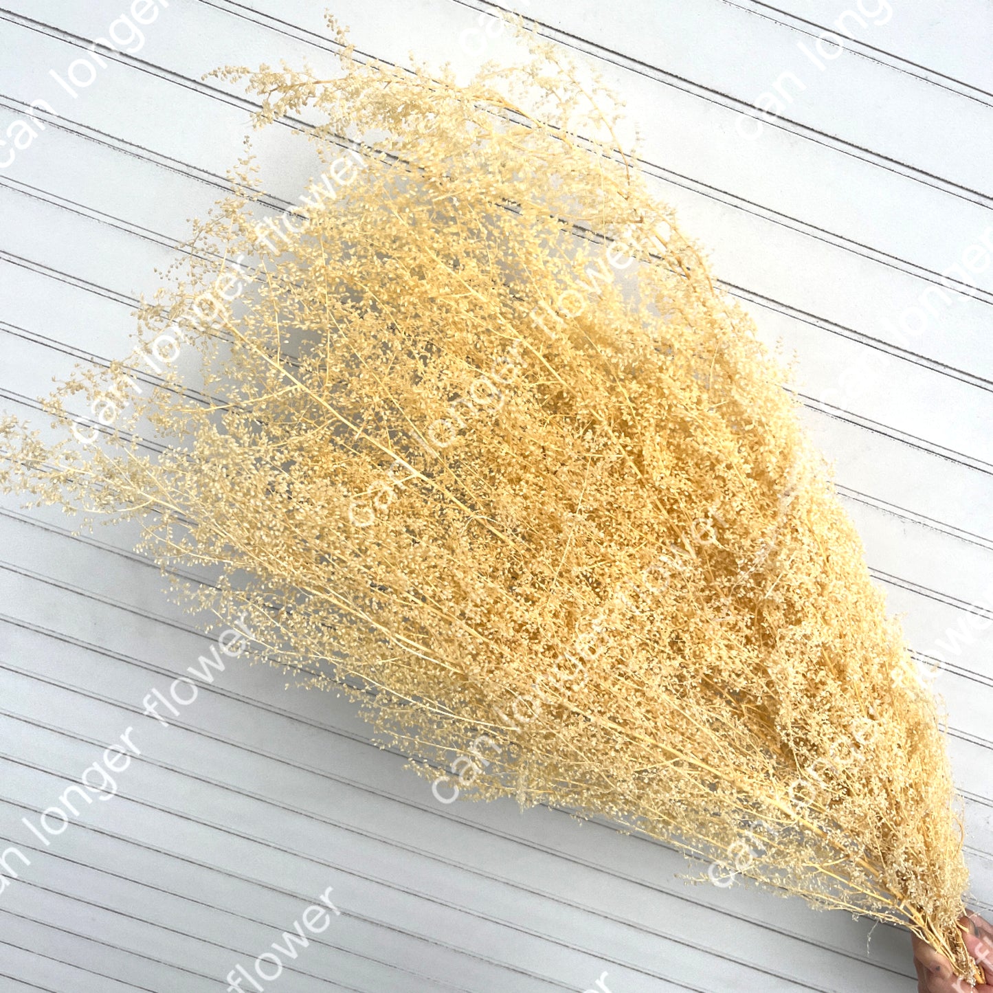 ✿ 台灣現貨 ✿ PA027 米蒿