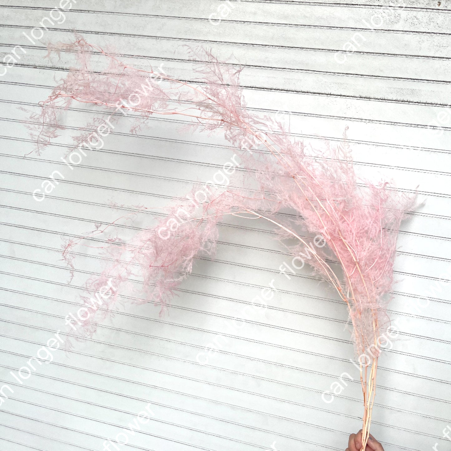 ✿ 台灣現貨 ✿ PA050 文竹 原裝