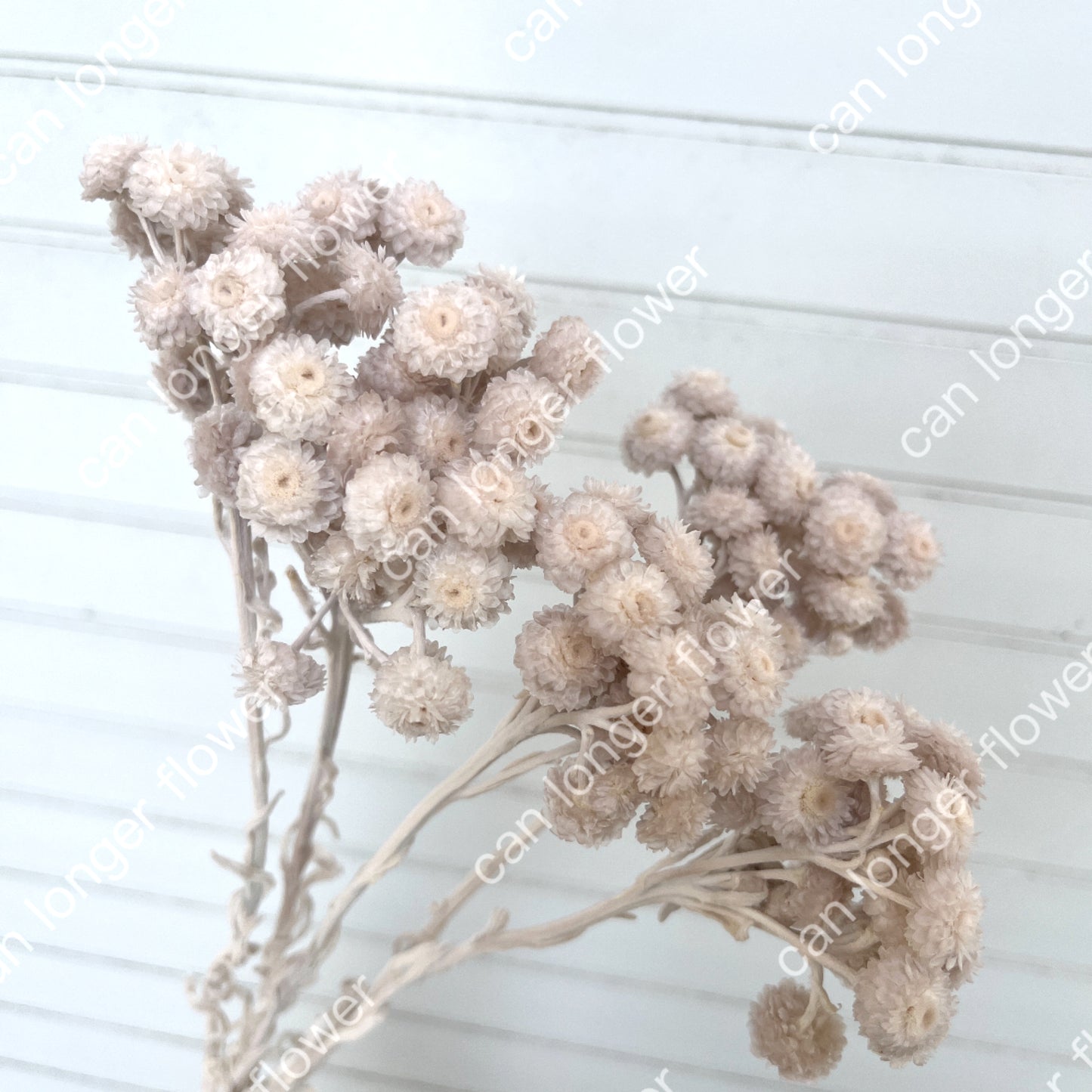 ✿ 台灣現貨 ✿  32052 臘菊 日本大地農園