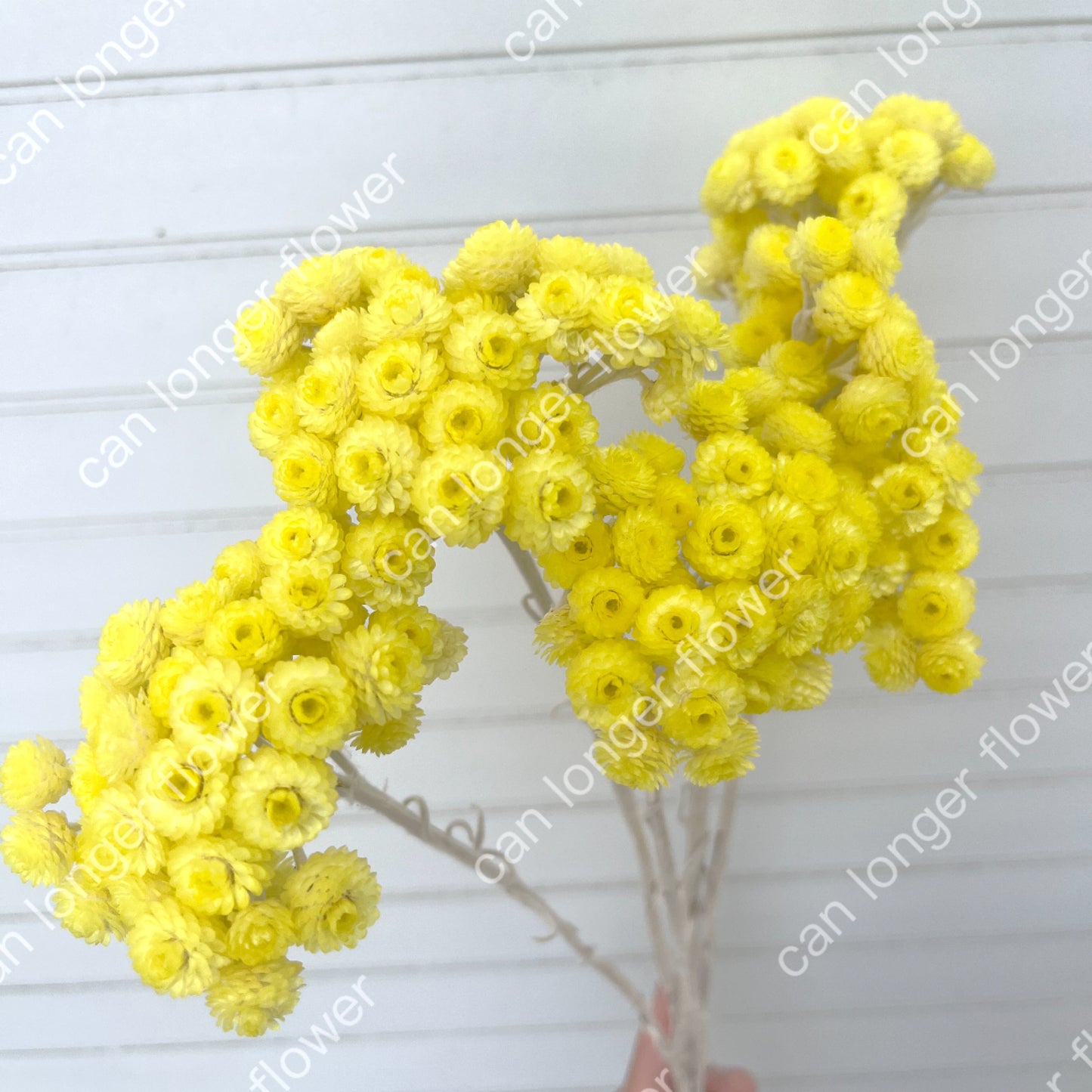 ✿ 台灣現貨 ✿  32052 臘菊 日本大地農園