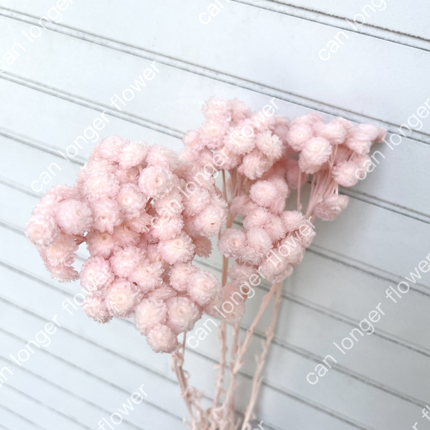 ✿ 台灣現貨 ✿  32052 臘菊 日本大地農園