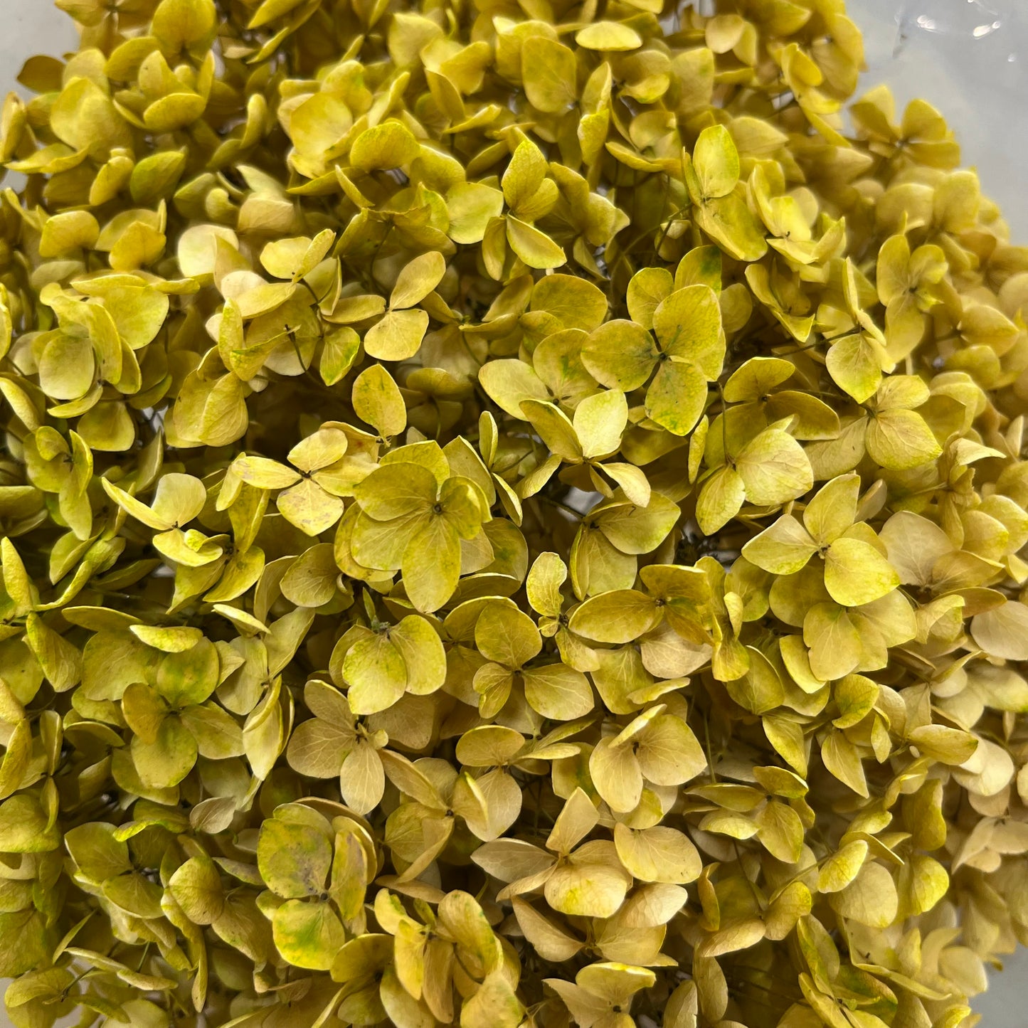 ✿ 台灣現貨 ✿ PF005-S 安娜繡球(約10克）盒裝 繡球 紫陽花