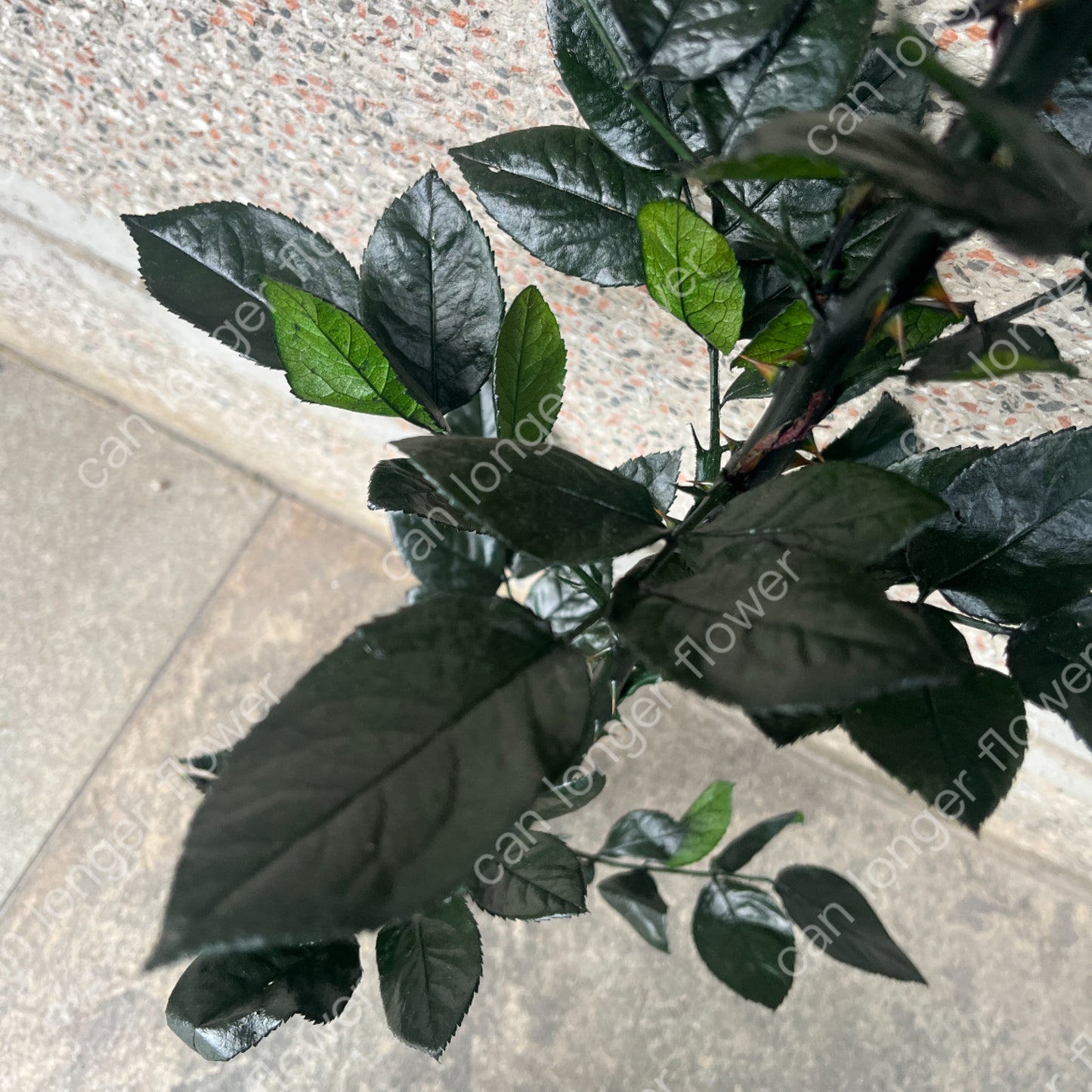 ✿ 台灣現貨 ✿ PL020 玫瑰枝條 60-70CM