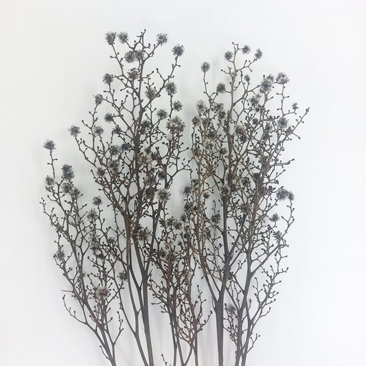 【台灣現貨】pa016虎眼 永生 原裝/小份 常勝花 盆花 插花 DIY手作 室內裝飾擺飾 新年花 花束