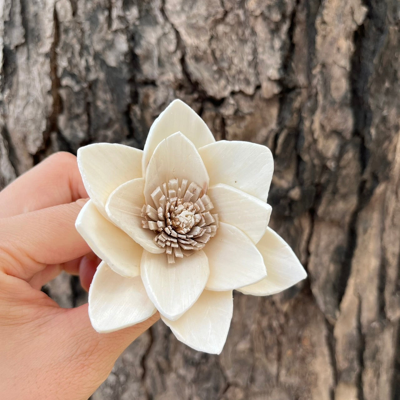 ✿ 台灣現貨 ✿ S-P索拉花 8CM 通草花 擴香花 白睡蓮 蓮花