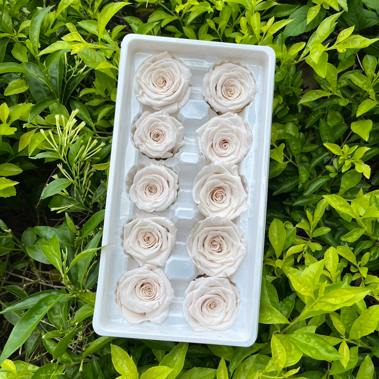 ✿ 台灣現貨 ✿ R10 永生玫瑰 3~4cm玫瑰 Ａ級 10朵裝 永生花 不凋花