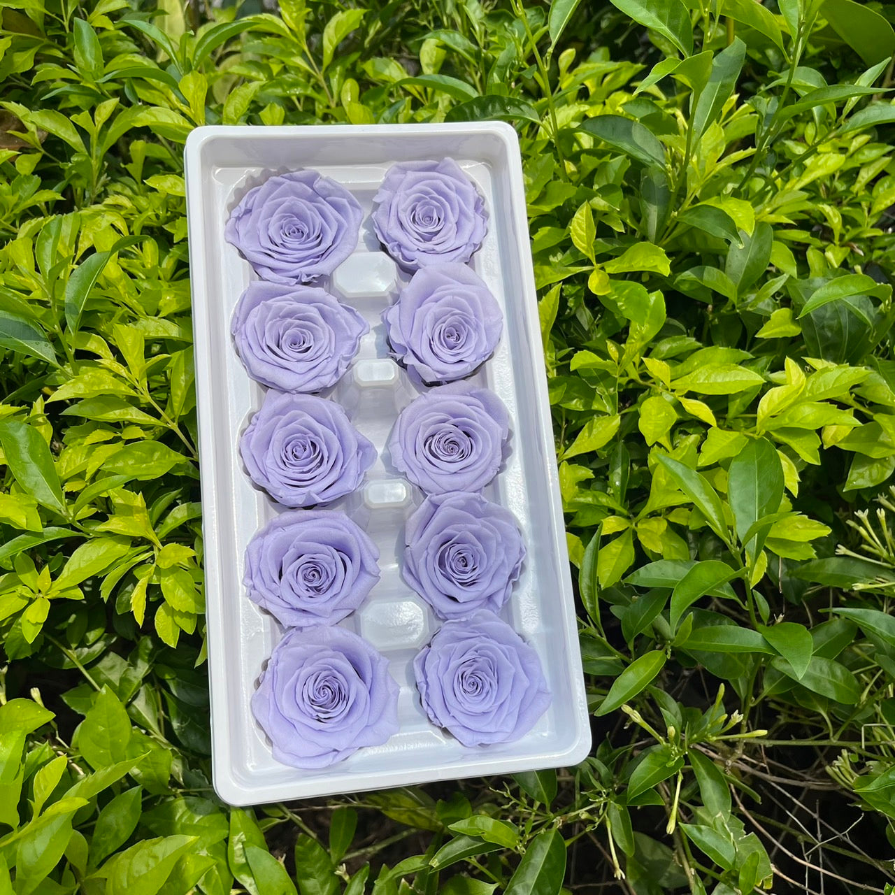 R10 十輪玫瑰