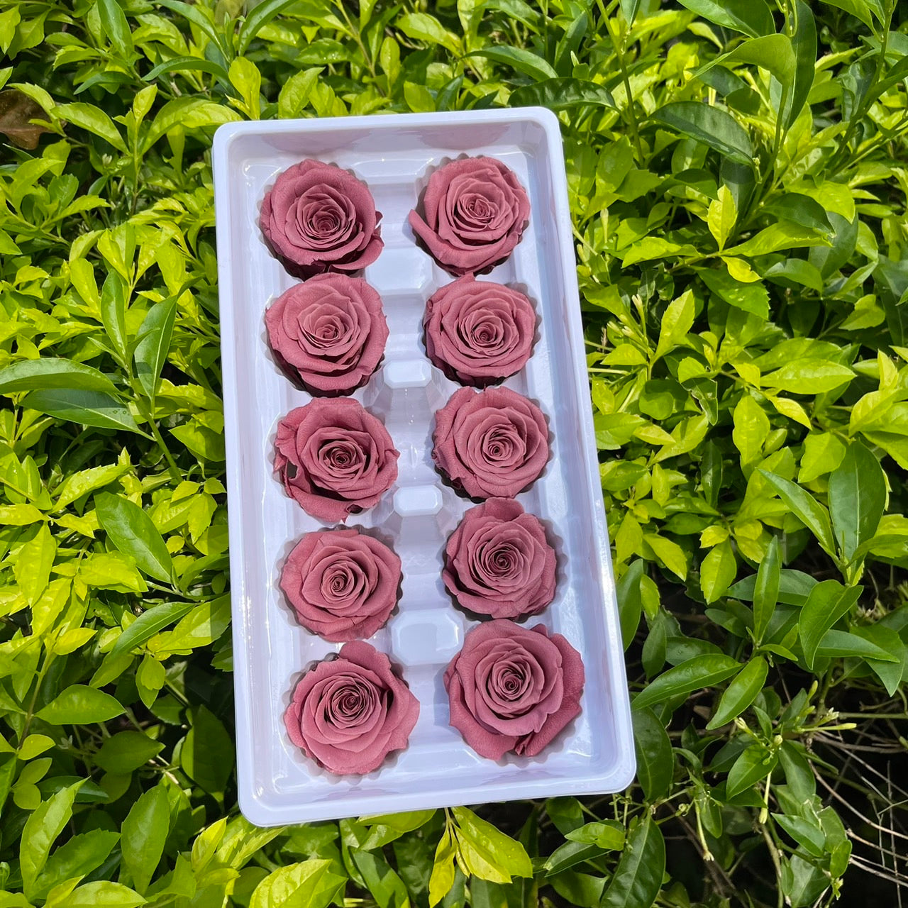 ✿ 台灣現貨 ✿ R10 永生玫瑰 3~4cm玫瑰 Ａ級 10朵裝 永生花 不凋花