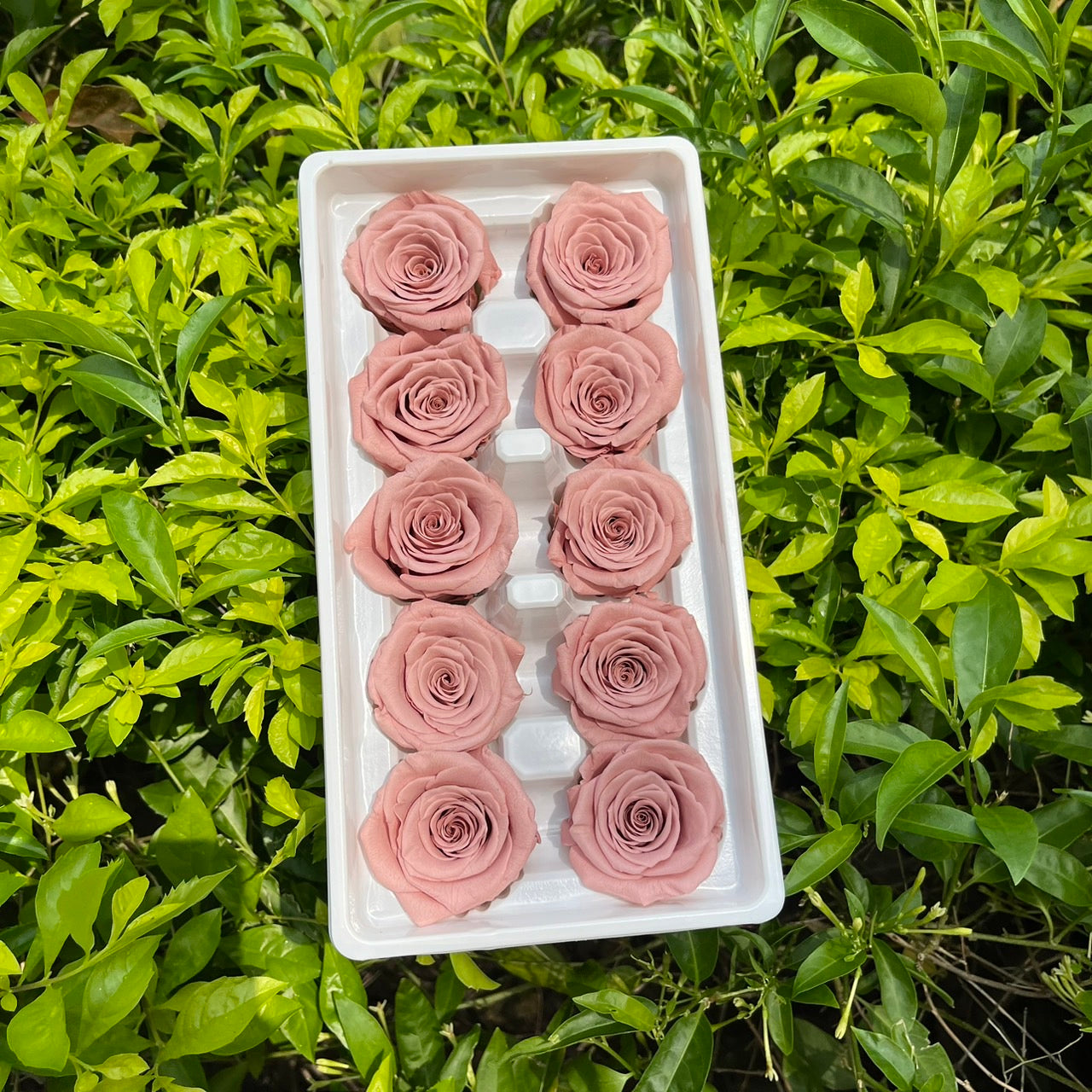 R10 十輪玫瑰