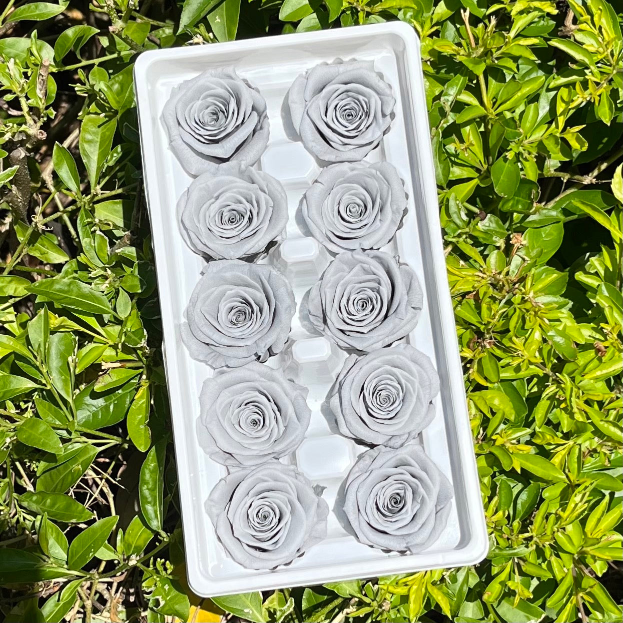 R10 十輪玫瑰