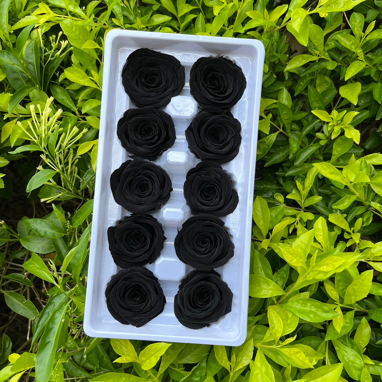 ✿ 台灣現貨 ✿ R10 永生玫瑰 3~4cm玫瑰 Ａ級 10朵裝 永生花 不凋花