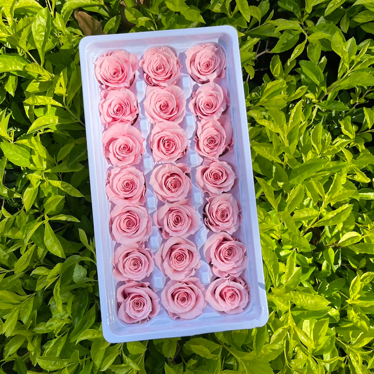 R21 二十一輪玫瑰