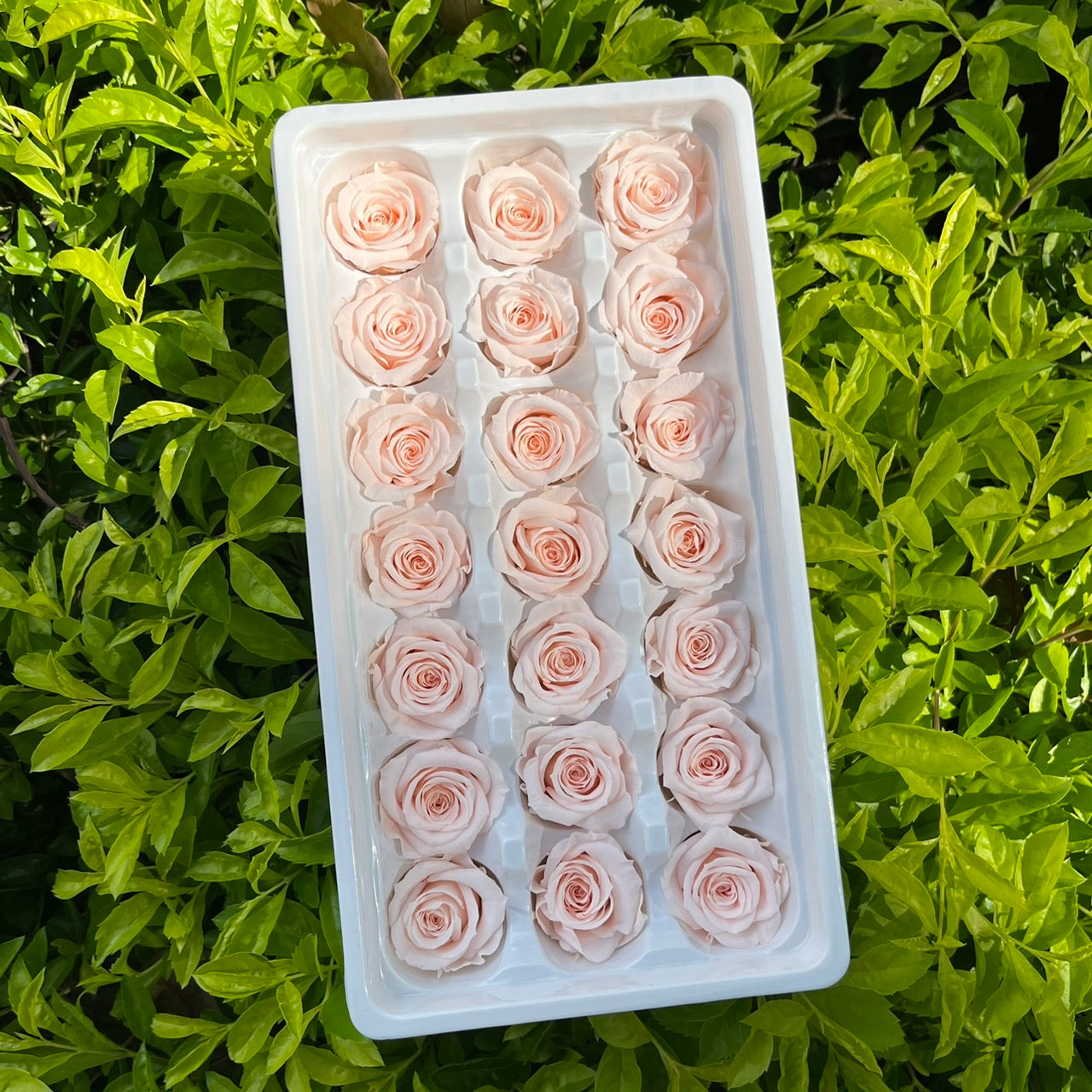 R21 二十一輪玫瑰