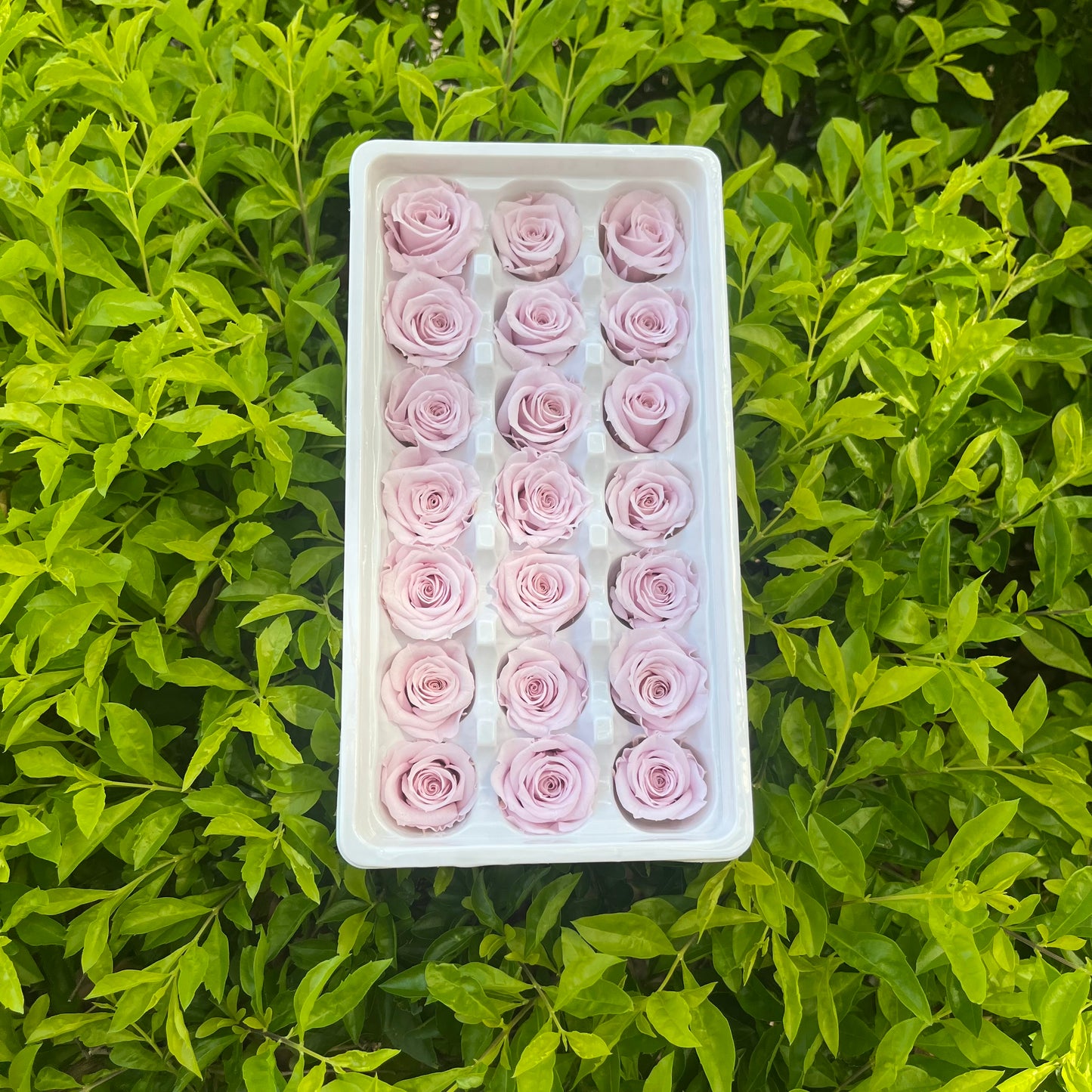 ✿ 台灣現貨 ✿ R21 永生玫瑰 2~3cm玫瑰 Ａ級 21朵裝 不凋花 永生花