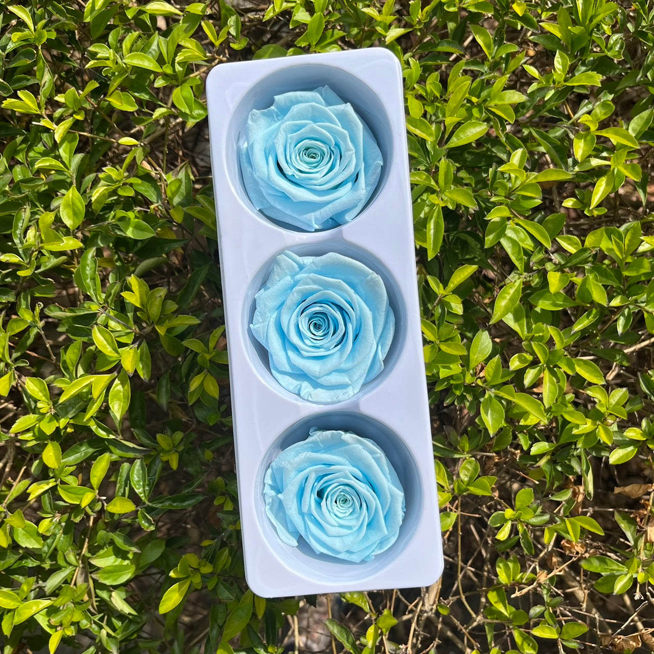 【台灣現貨】花大伯 RR03 永生玫瑰 6~7cm玫瑰 Ａ級 單朵拆售 獨立包裝 滿3朵享湊盒優惠 不凋花 小香風玫瑰