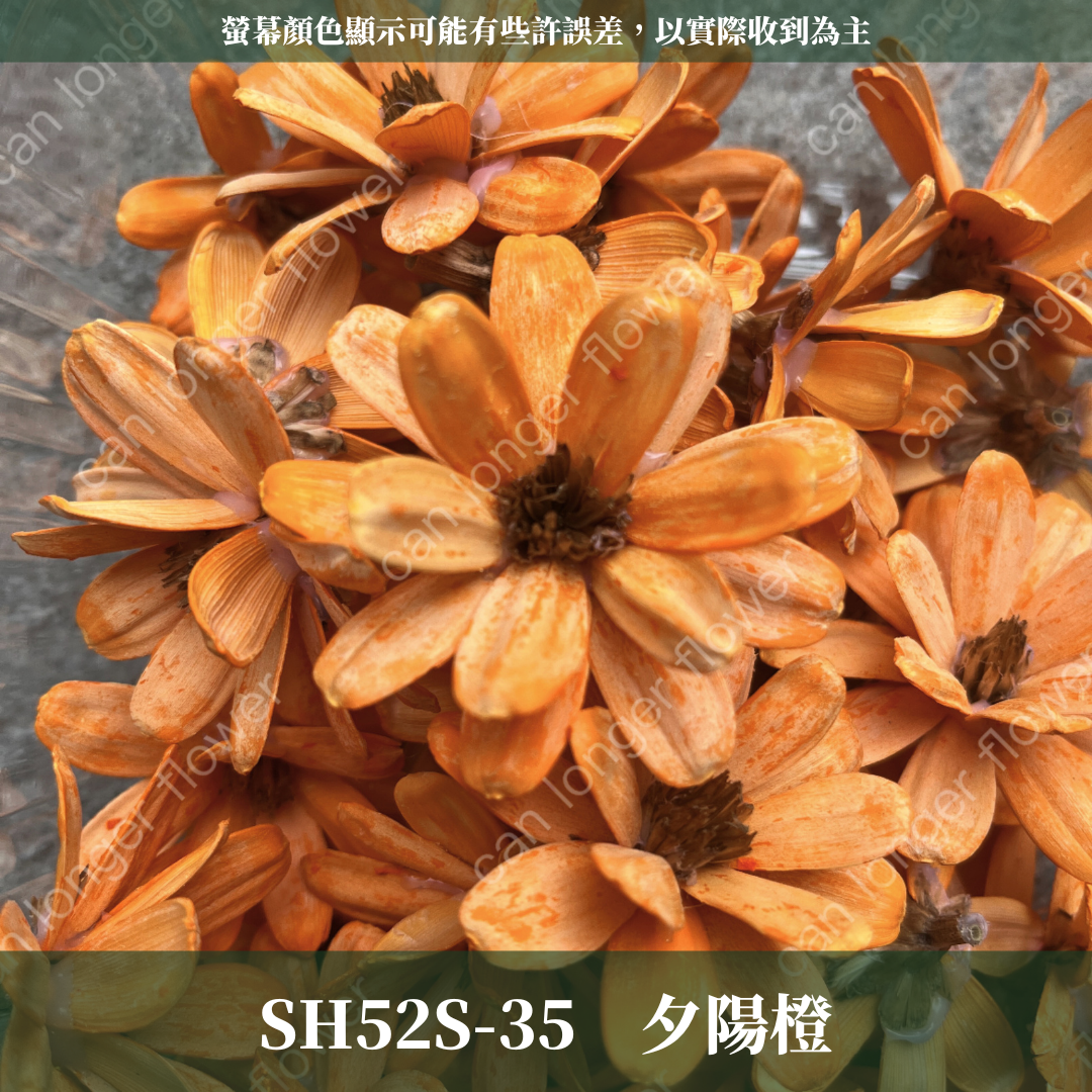 SH52S 瓜子花花頭 單朵 台灣現貨