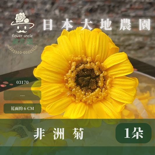 03170 非洲菊 日本大地農園 台灣現貨