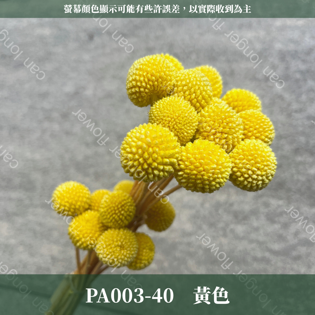 PA003 金杖球 台灣現貨