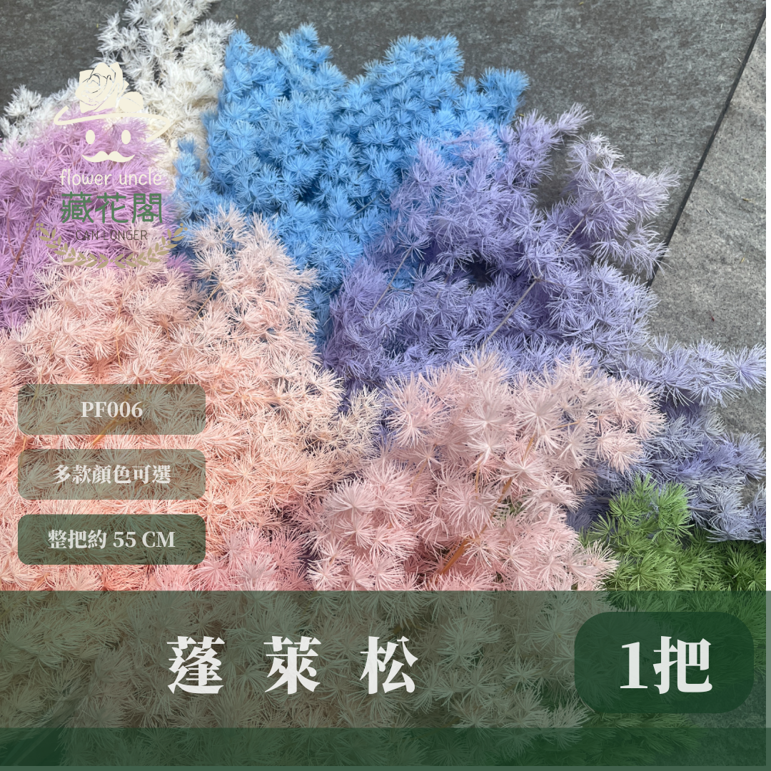 PF006 蓬萊松 台灣現貨