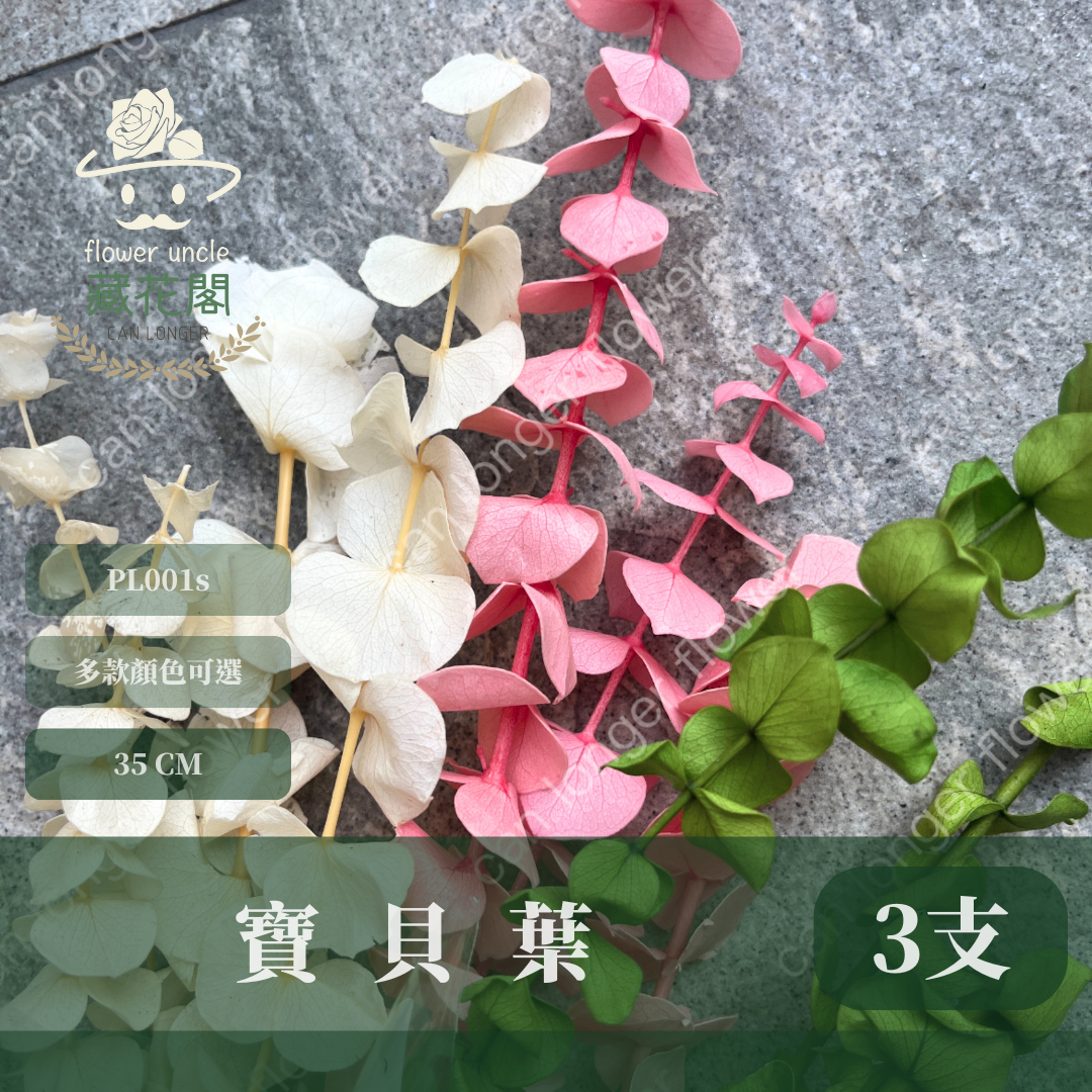 PL001s DL001s 寶貝尤加利小包裝 圓葉尤加利 台灣現貨 3支 約20克