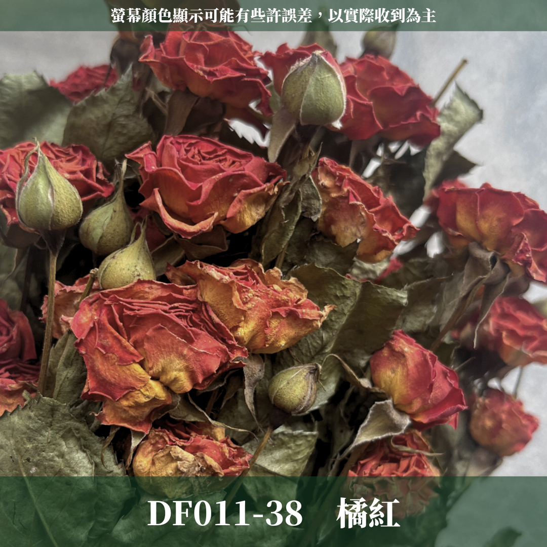 DF011 乾燥玫瑰 約30頭