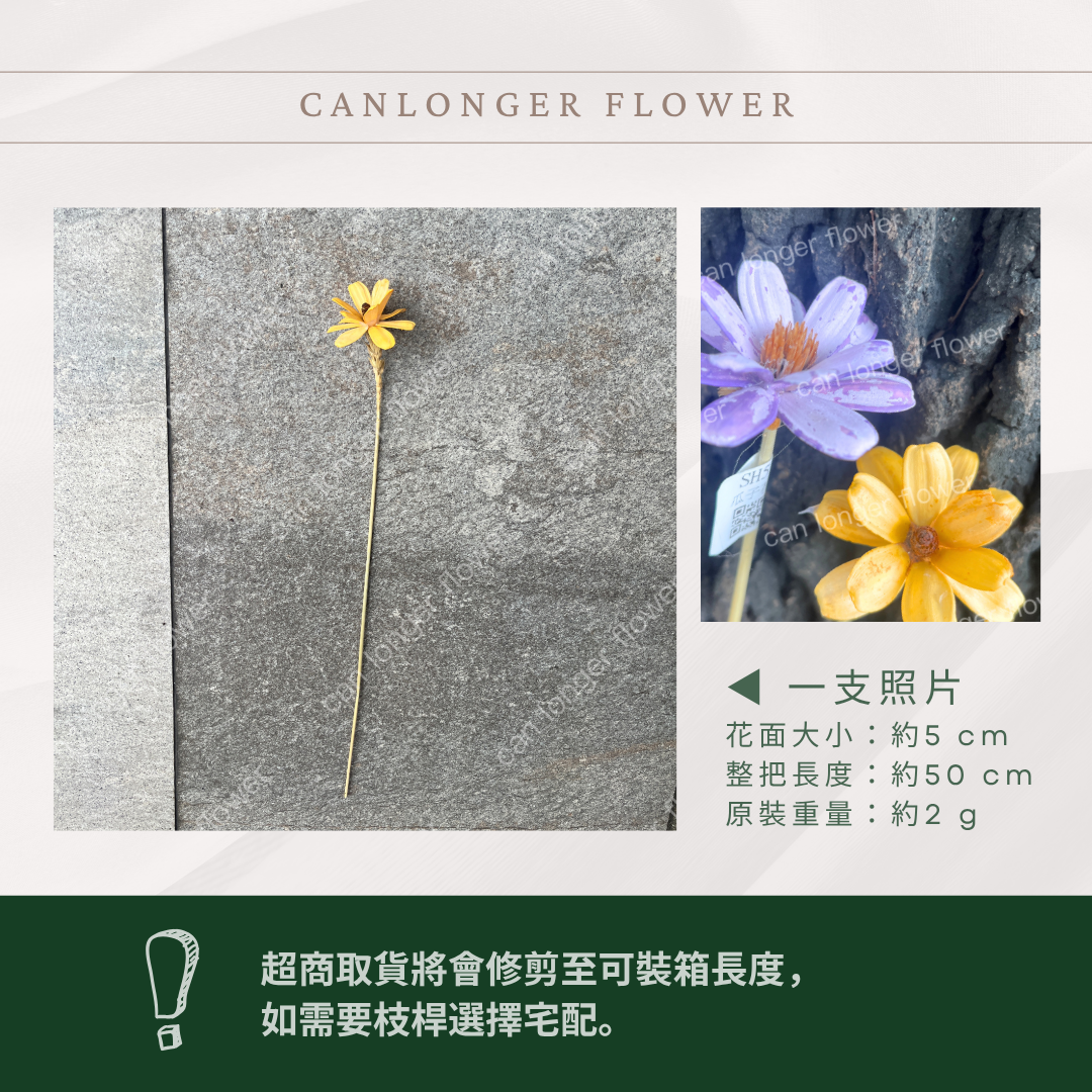 SH52 瓜子花 單朵 小份量  台灣現貨