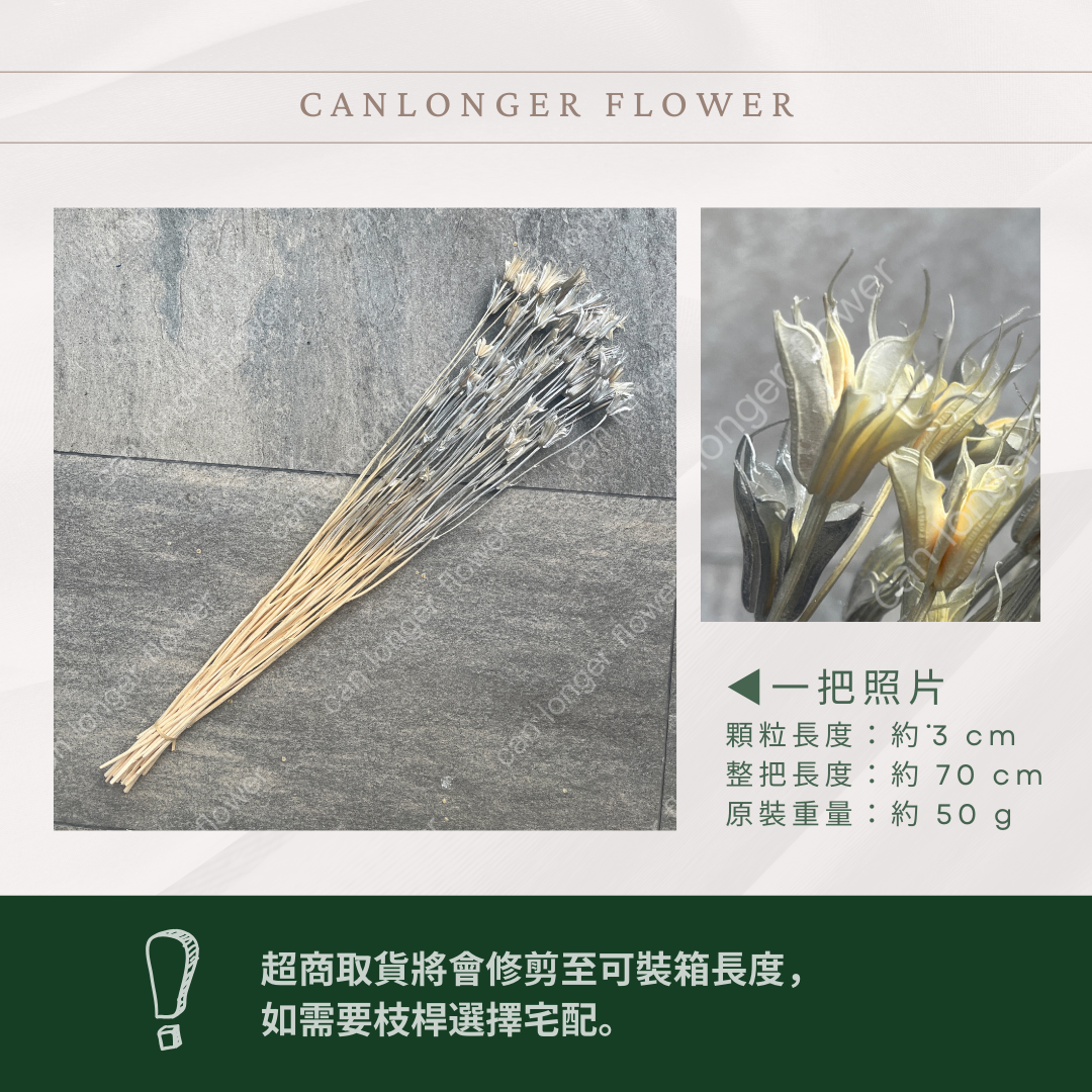 DA021 木百合 原裝 台灣現貨