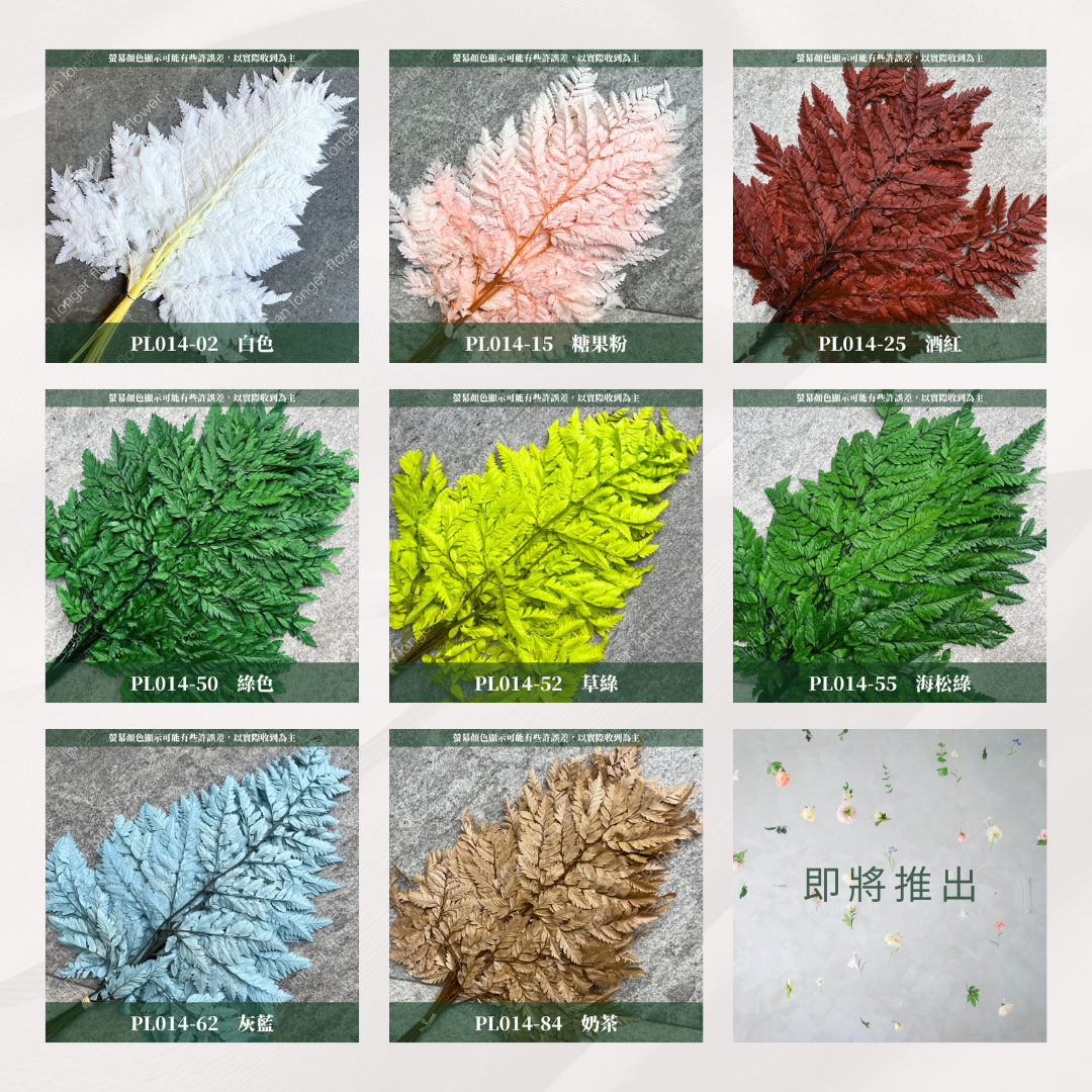 PL014S 高山羊齒5片裝 姬蕨葉 碗蕨 台灣現貨