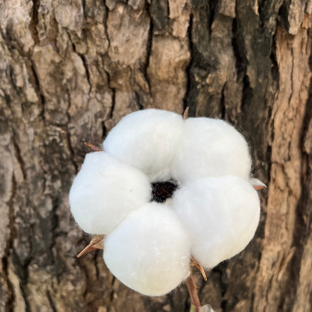 ✿ 台灣現貨 ✿ SH00棉花 小份量 單朵 手工花
