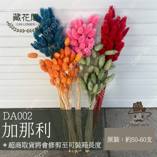 ✿ 台灣現貨 ✿ DA002 加那利
