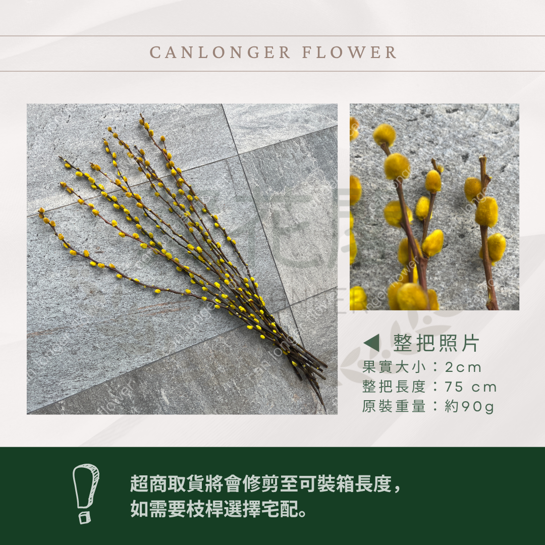 ✿ 台灣現貨 ✿ PA014s 銀柳 小包 貓柳 細柱柳 (副本)