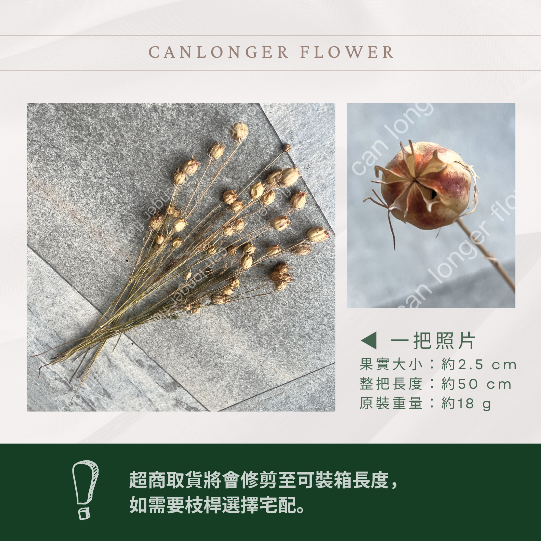 ✿ 台灣現貨 ✿ DA020 黑種草 乾燥 原裝