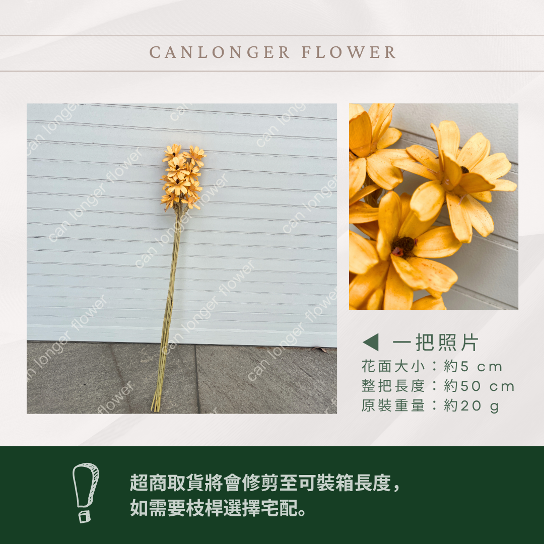 SH52 瓜子花 原裝 10支裝 台灣現貨
