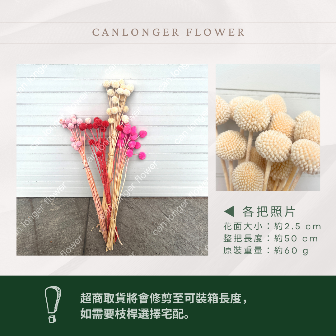 ✿ 台灣現貨 ✿ PA003 金杖球