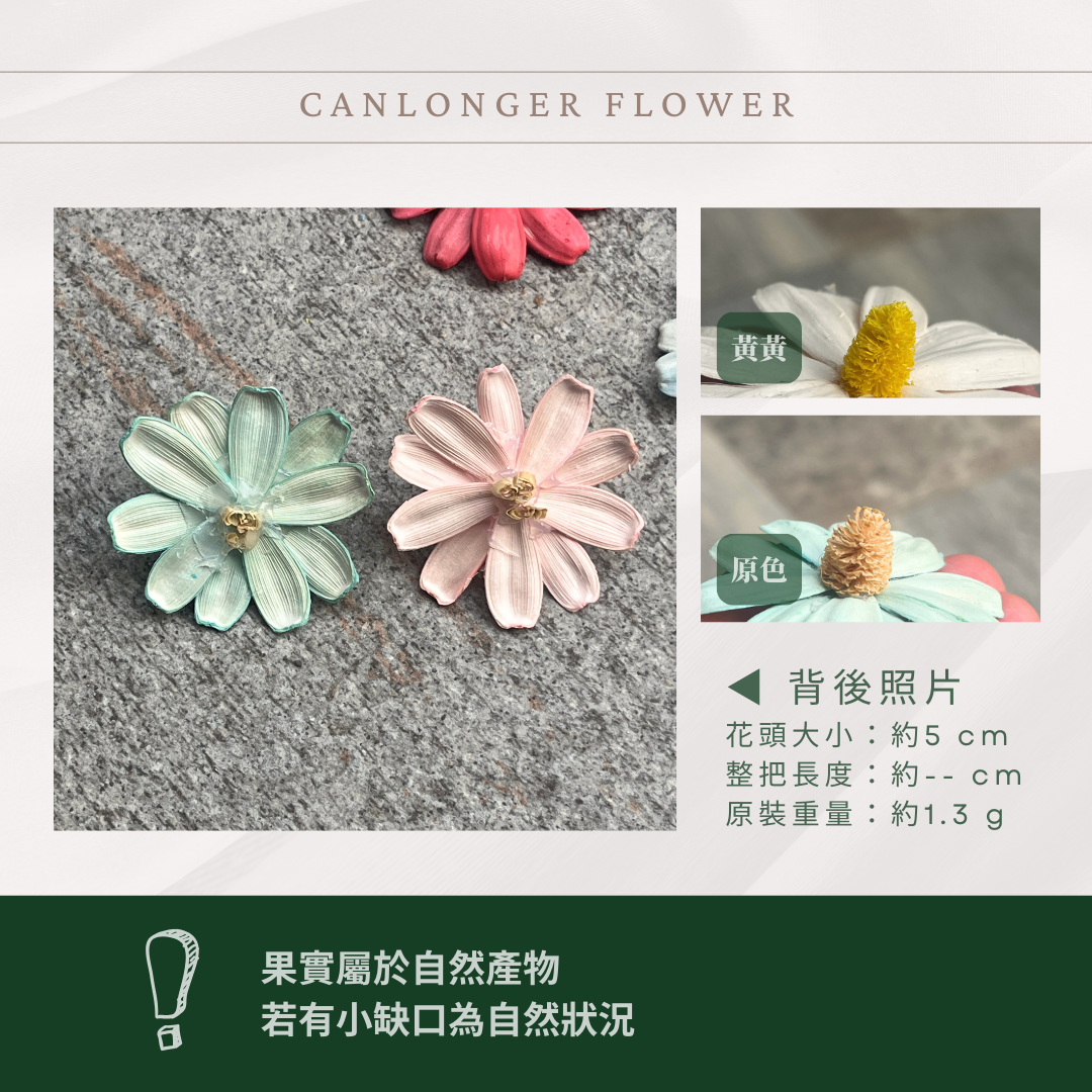 SH54-S 小雛菊花頭 單朵 台灣現貨