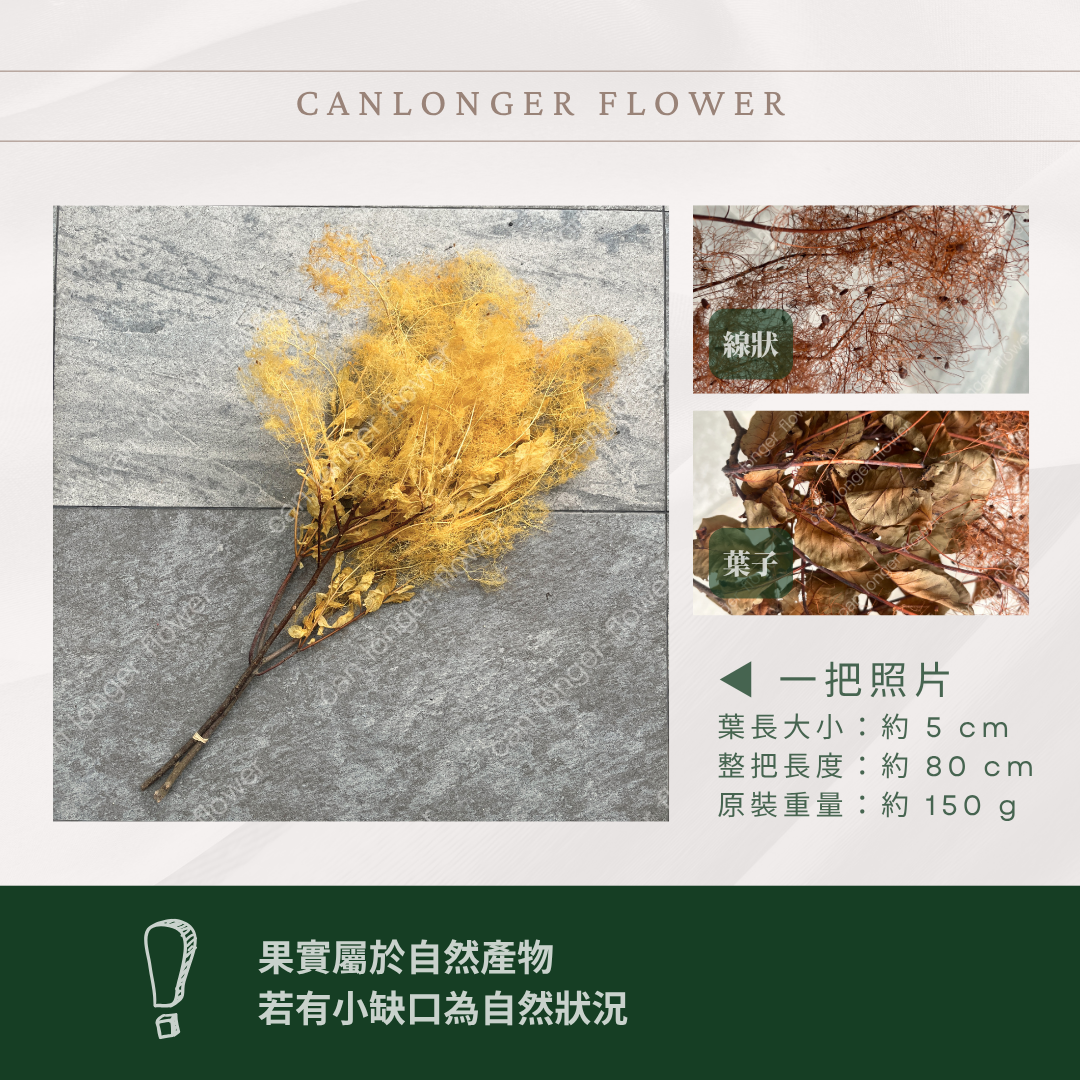 PA058 黃櫨 煙霧樹 夢幻草 黃櫨花 煙樹 霧花 霧中情人 永生 原裝/小份