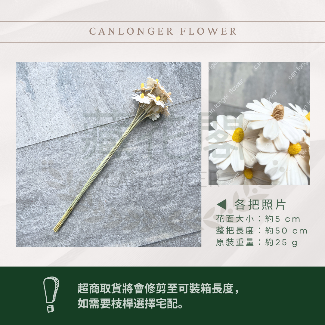 ✿ 台灣現貨 ✿ SH54 小雛菊 原裝 十支裝