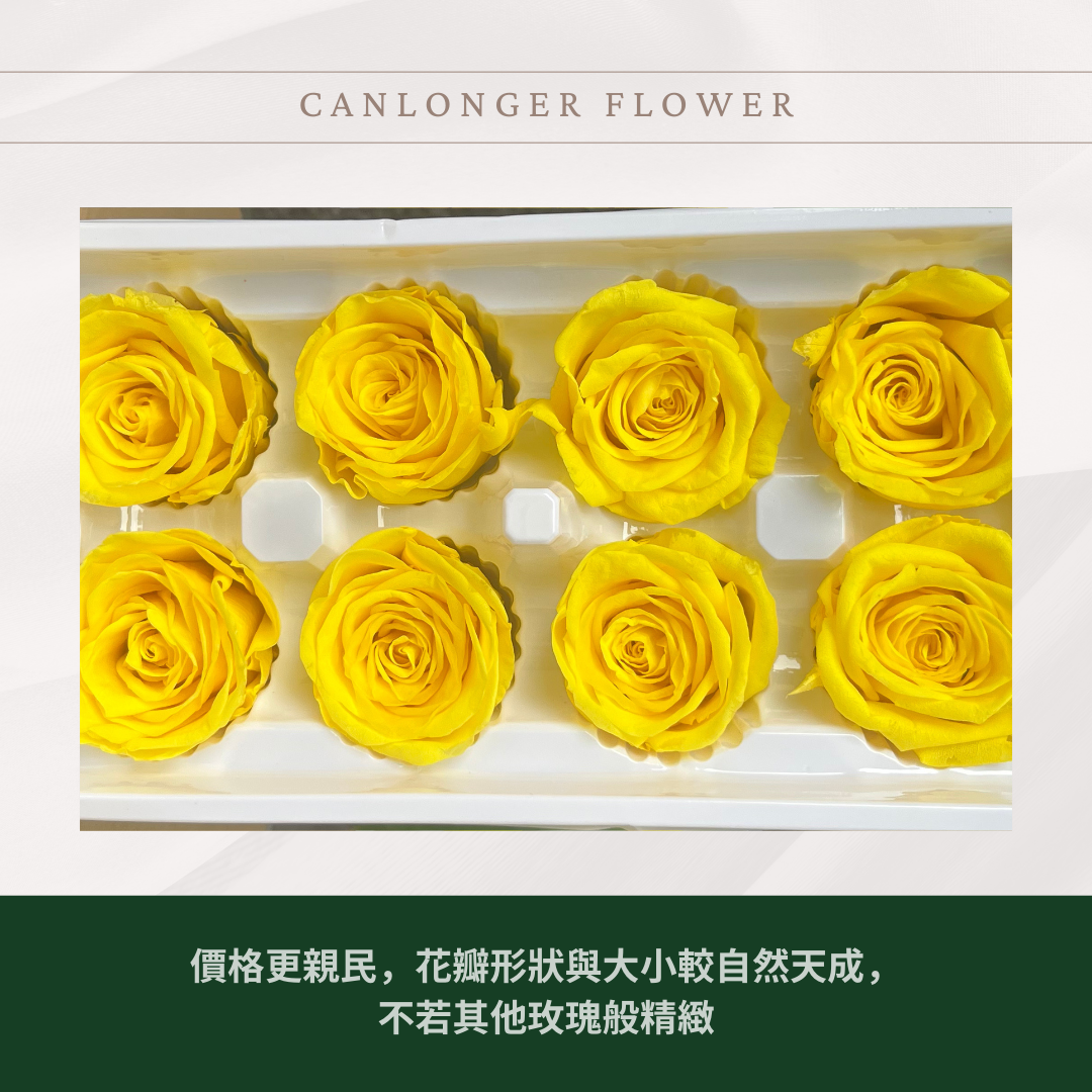 R08Bs B級八輪永生玫瑰 5cm玫瑰 單朵 永生花 不凋花 台灣現貨