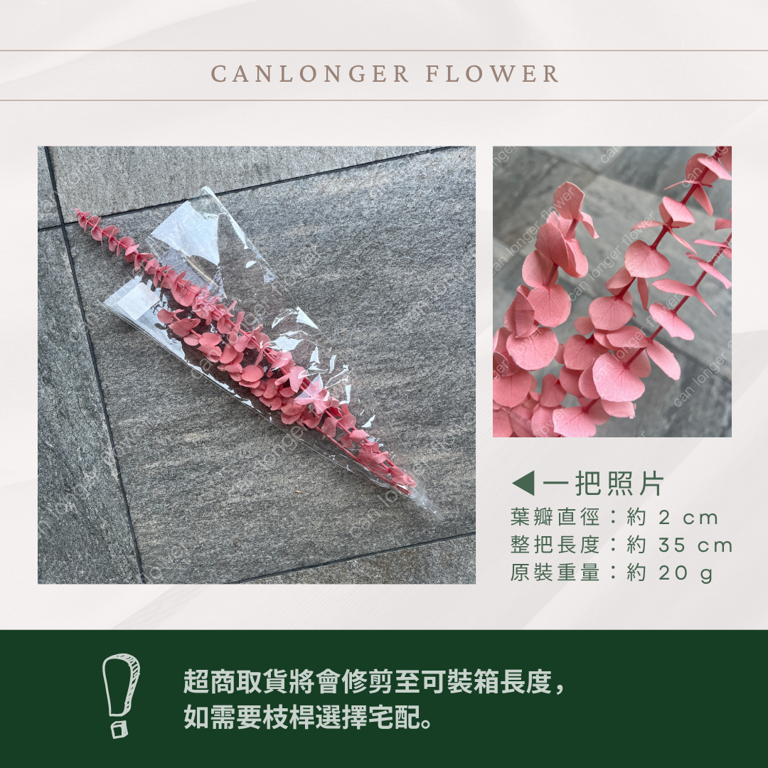 PL001s DL001s 寶貝尤加利小包裝 圓葉尤加利 台灣現貨 3支 約20克