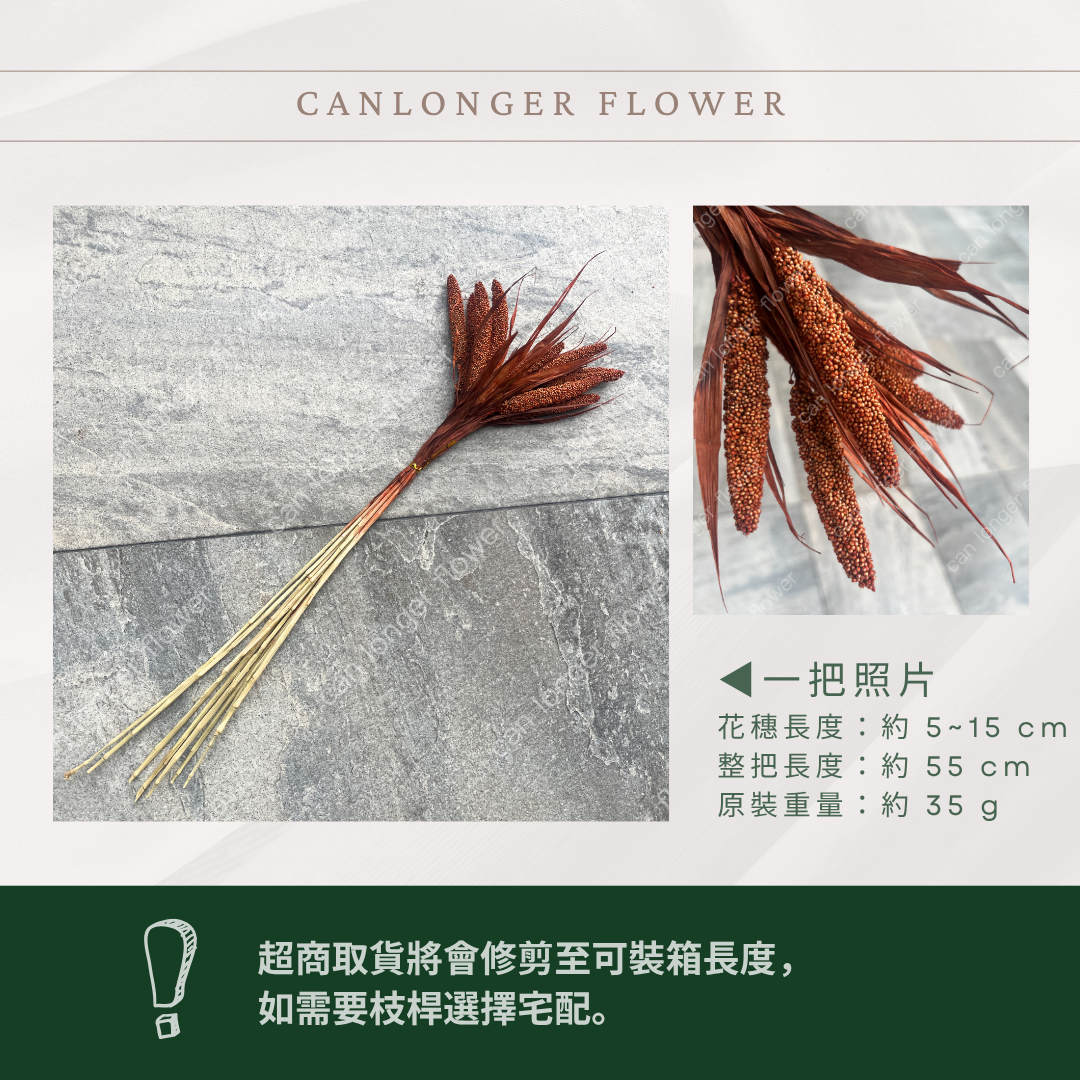 PA010s 米穗 小份量 粟米穗 小米穗 紅米穗 黃米穗 小份量 台灣現貨