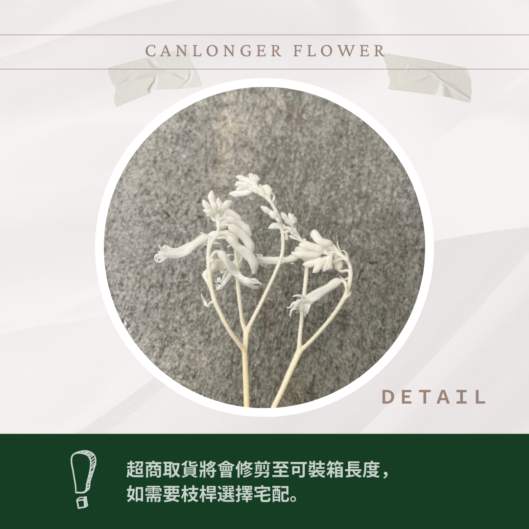 ✿ 台灣現貨 ✿ PA012s 袋鼠爪 小包 鼠爪花 (副本)