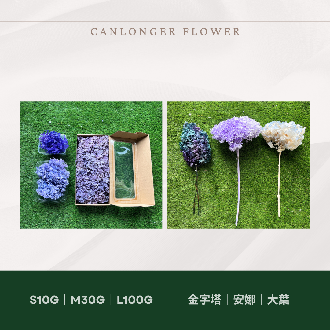 PF005-S 安娜繡球(約10克）盒裝 繡球 紫陽花 台灣現貨