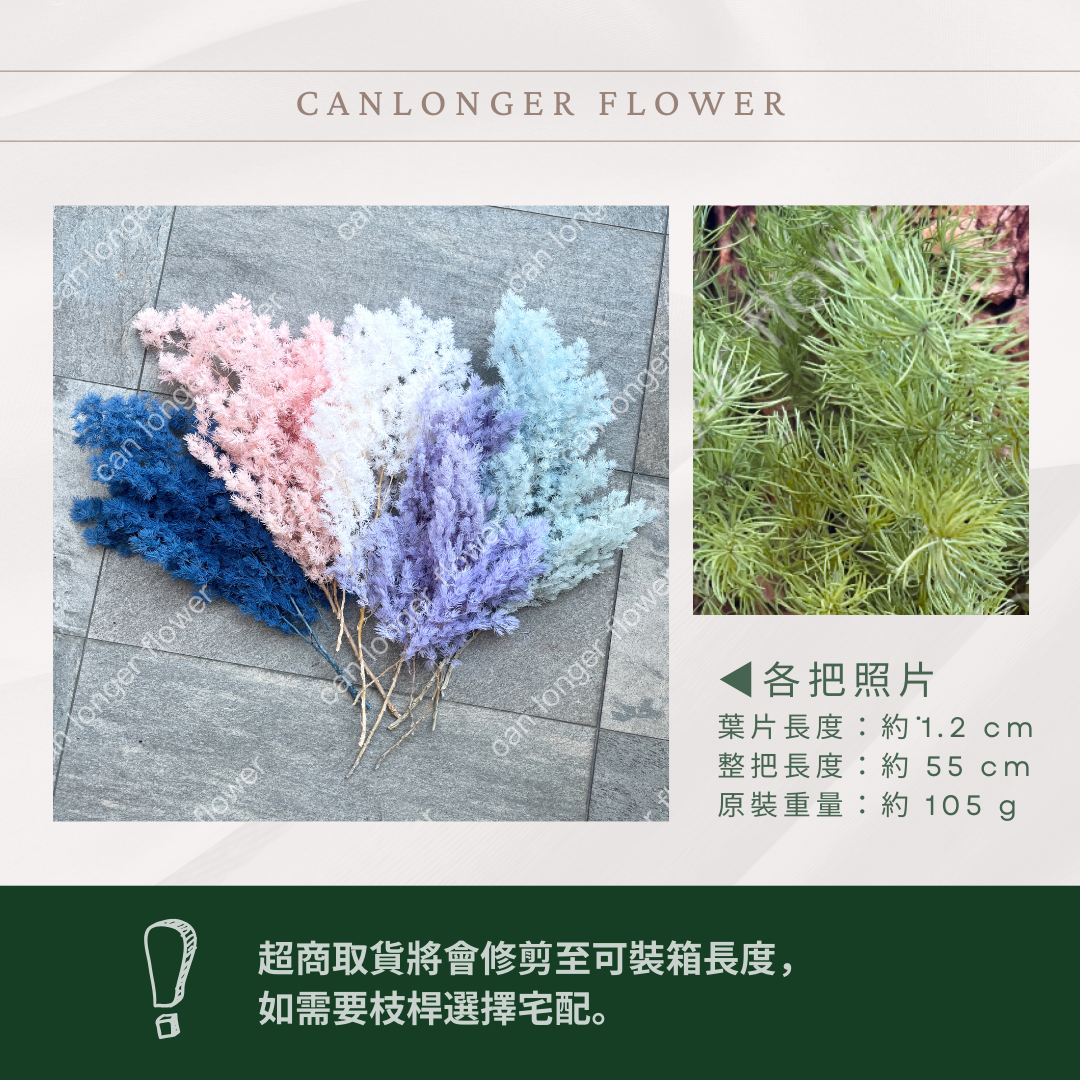 PF006 蓬萊松 台灣現貨