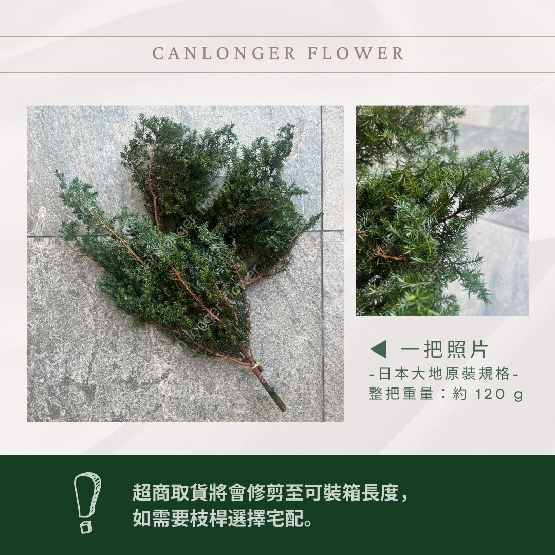 01320 雪松 日本大地農園 永生雪松 ヒムロスギ 日本雪松