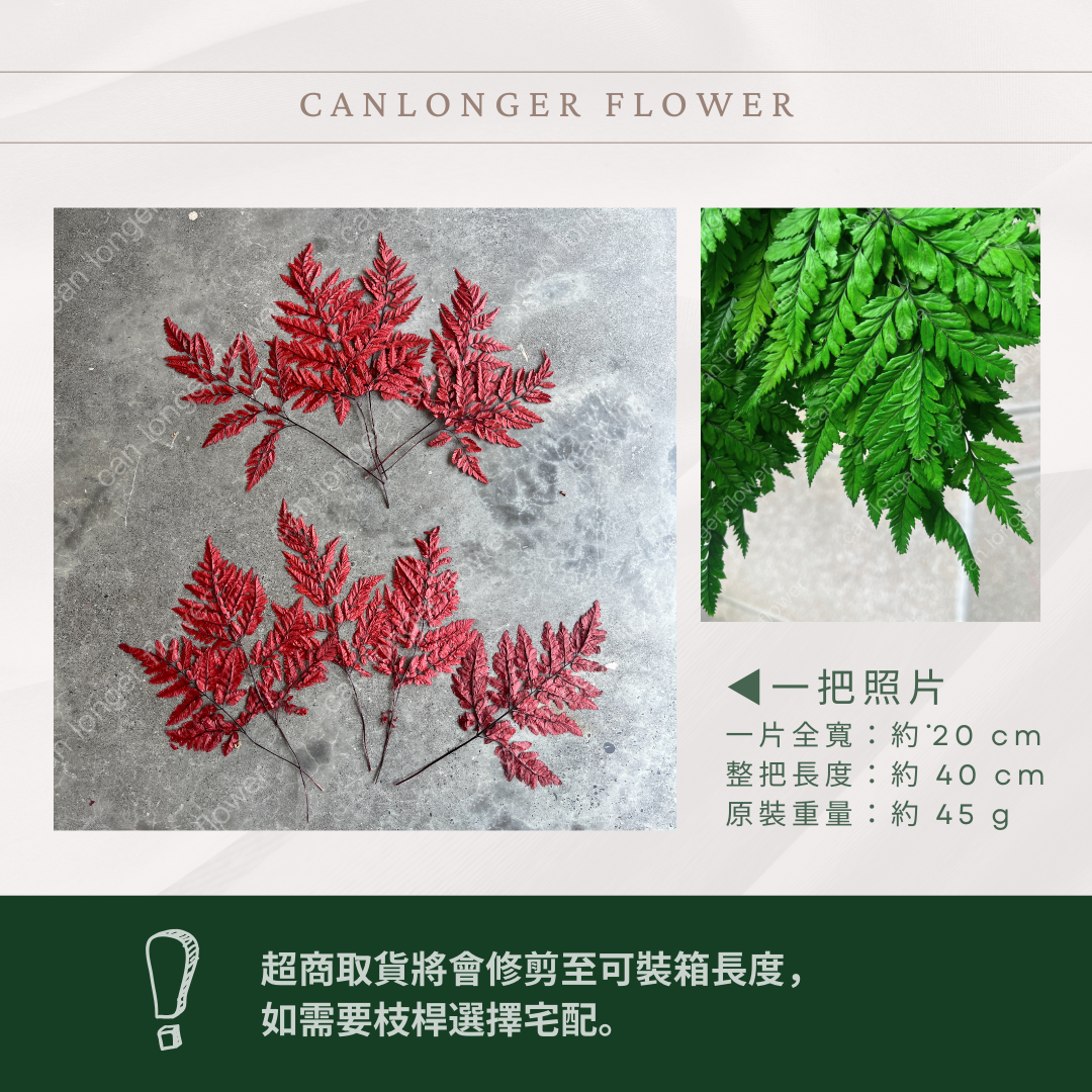 PL014 高山羊齒 經濟包 1片 姬蕨葉 碗蕨